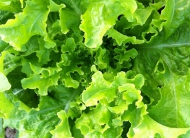 Salata verde creata eco_ultimele buc